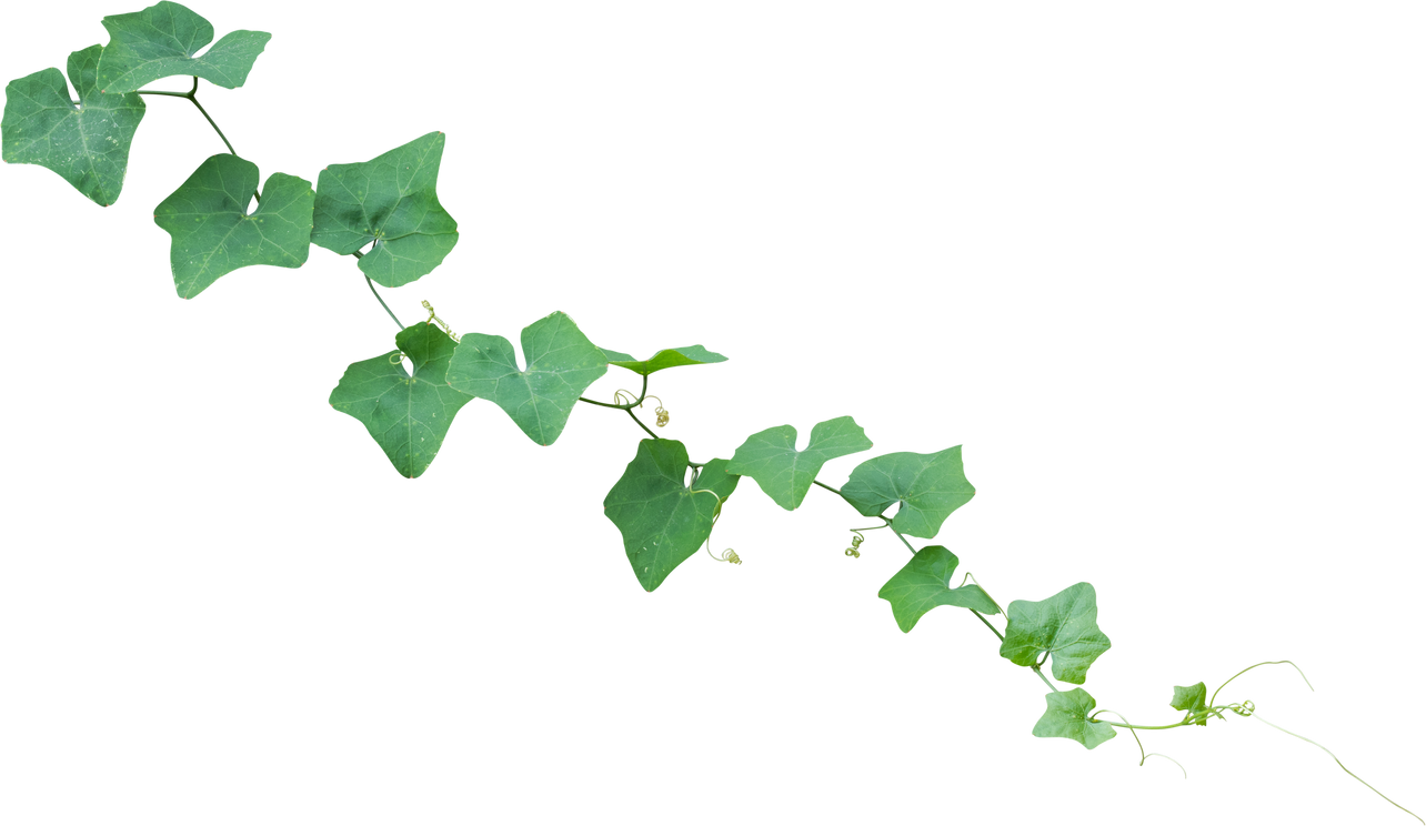 Green Leaves of Vine Plant Ivy (Coccinia Grandis)