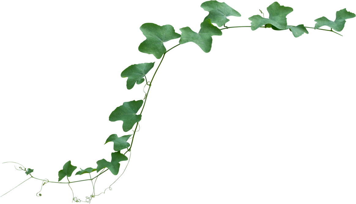 Cutout of Green Leaves of Ivy